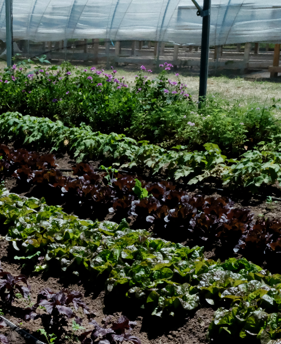 farm-slide2-3mp